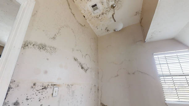 Best Post-Remediation Verification Testing  in Leisure Village, NJ