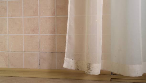 Best Black Mold Removal  in Leisure Village, NJ