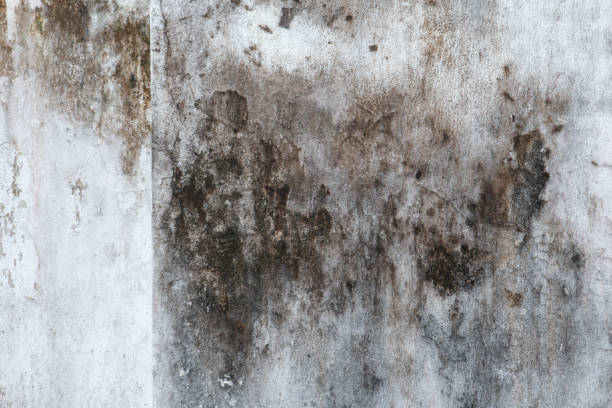 Best Residential Mold Inspection & Testing  in Leisure Village, NJ