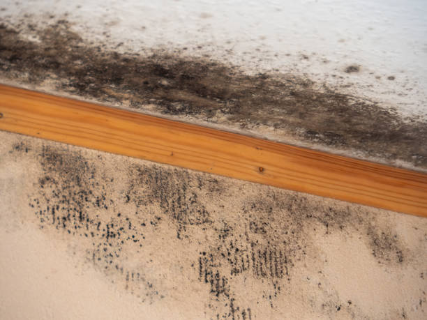 Best Mold Removal for HVAC Installations  in Leisure Village, NJ