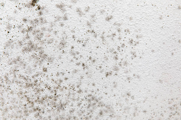 Best Environmental Consulting for Mold Prevention  in Leisure Village, NJ