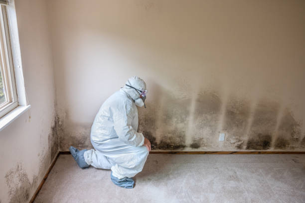 Best Mold Prevention Services  in Leisure Village, NJ
