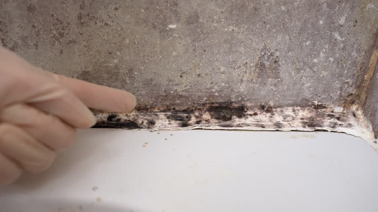Reliable Leisure Village, NJ Mold Removal Solutions