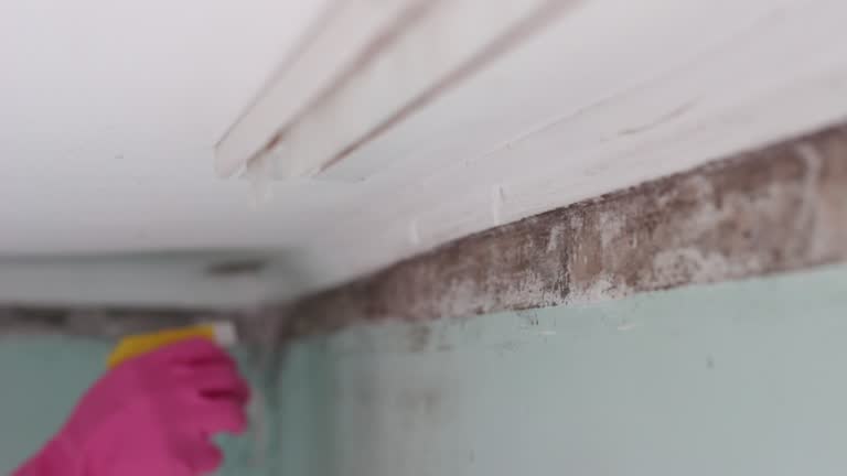 Best Mold Remediation for Healthcare Facilities  in Leisure Village, NJ